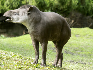 male South American tapir, Tapirus terrestris, are fed with grass