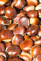 Chestnuts just picked  - closeup