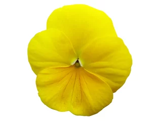 Photo sur Plexiglas Pansies Yellow pansy