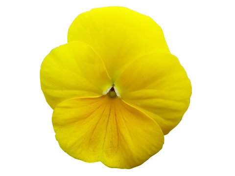 Yellow Pansy