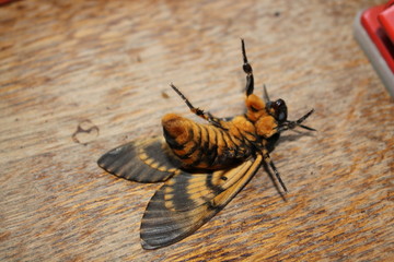 acherontia atropos