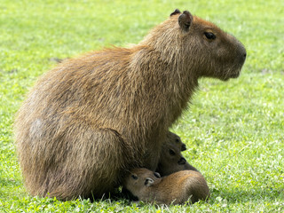 female Capybara, Hydrochoerus hydrochaeris, breastfeeding