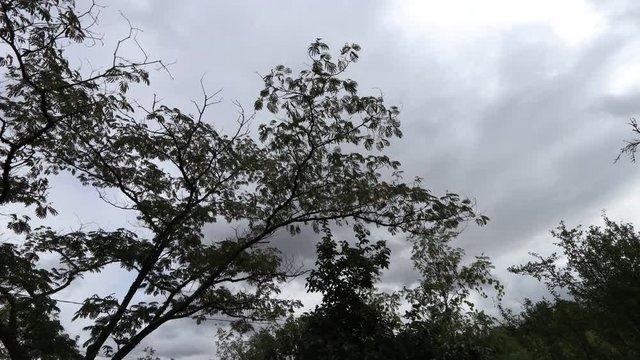 Trees with moving clouds in the background filmed in timelapse
