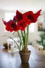 Red amaryllis blooming, flowering in a pot inside a house. Big flowered hippeastrum - obrazy, fototapety, plakaty