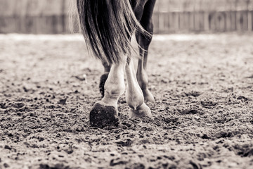 Legs of a horse while working in an arena