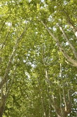 Grove in footpath