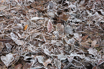 Frosty leaves on the ground, fallen from trees in the autumn. Dead icy leaves.