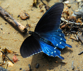 Arkansas Diana Fritillary