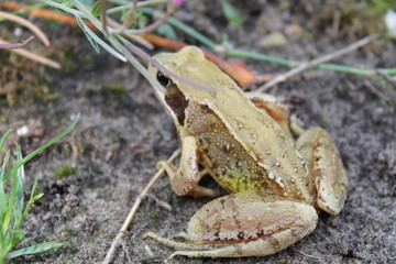 common frog