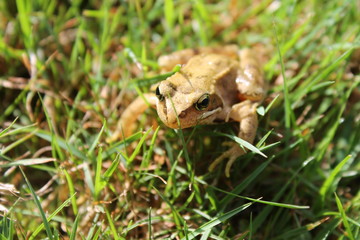 brown frog