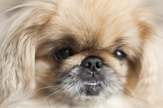 muzzle for pekingese