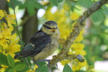 blue tit
