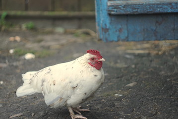 white chicken on the farm in autumn