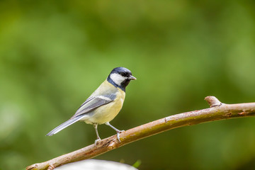 An coal tit