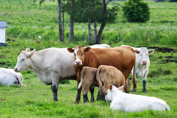 Obraz premium White and caramel colored cows relaxing in the meadow on a sunny day