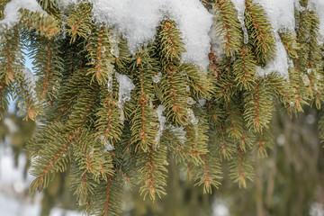 Melting snow on a pine branch