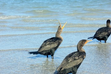 Cormorant