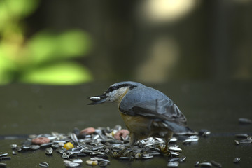 Kleiber bei der Fütterung