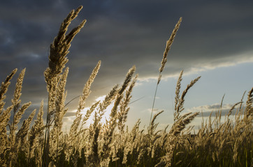 Meadow grass against evening sky