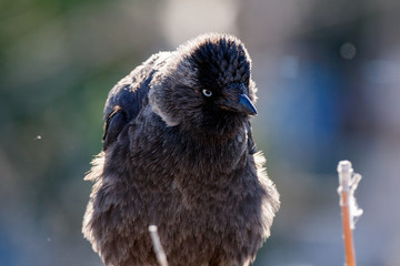 Jackdaw (Corvus monedula).