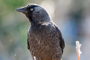 Jackdaw (Corvus monedula).