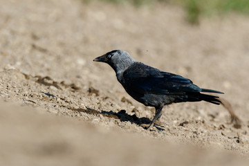 Jackdaw (Corvus monedula).