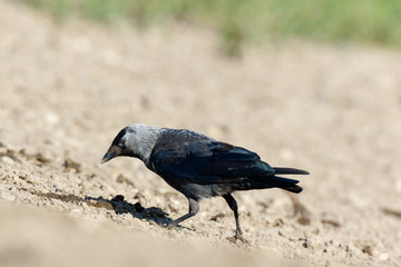 Jackdaw (Corvus monedula).
