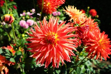 Beautiful dahlia flower in a botanical garden in summer
