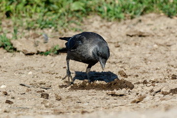 Jackdaw (Corvus monedula).