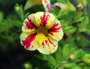 Lone Pansy Bloom