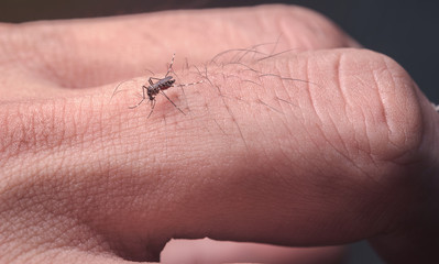 Close-up Mosquito bites that eat blood o the fingers of men cause disease spread.