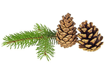 Fir tree branch and cones isolated on a white background