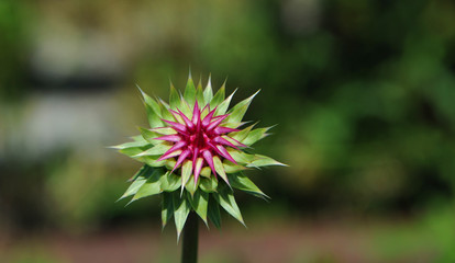 Purple Thistle