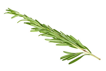 Twig of rosemary on a white background