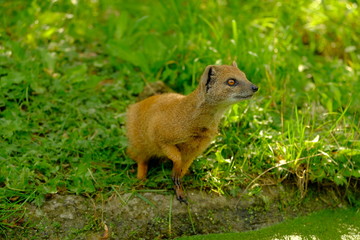 Naklejka na ściany i meble Portrait of a yellow mongoose in the grass