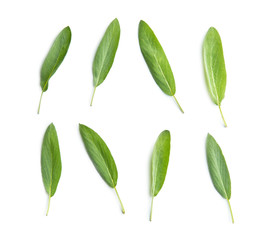 Salvia officinalis. Sage leaves.