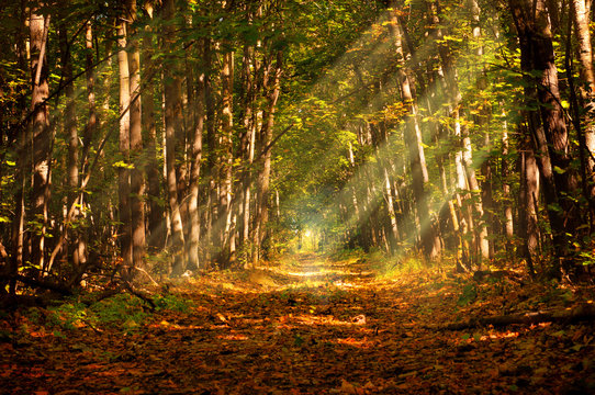 Fototapeta Eco tourism journey concept: Travel holiday vacation hiking or biking concept - Deep autumn forest path magic sunlight