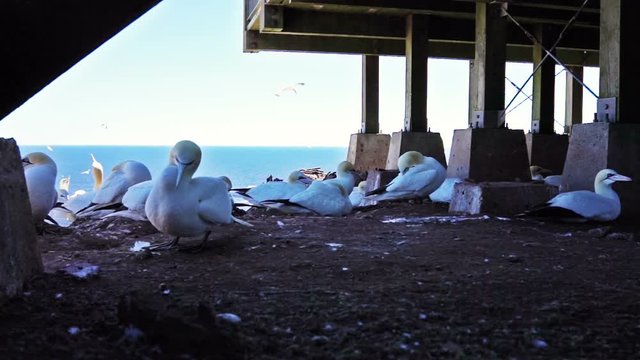 Closeup of white Gannet bird colony nesting on cliff on Bonaventure Island in Perce, Quebec, Canada by Gaspesie, Gaspe region under building