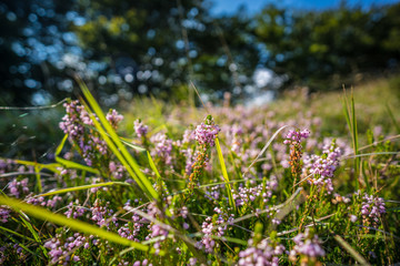 Pink lupines growing in the mountain