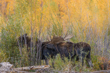 Obraz na płótnie Canvas Bull and Cow Shiras Moose in the Fall Rut