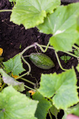 ripe cucumbers in the garden