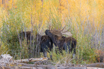 Bull and Cow Moose Rutting