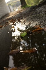 Chestnut and reflection in the puddle. Slovakia