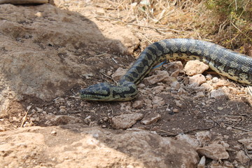snake