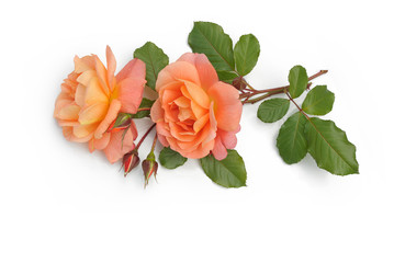 Rosen 