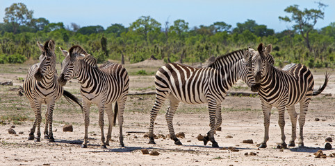 Panorama of a herd of Burchells Zebra standing on the African Plains, with a natural bush veld background