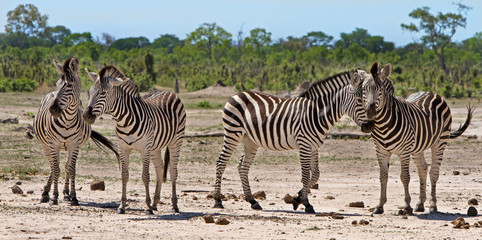 Fototapeta na wymiar Panorama of a herd of Burchells Zebra standing on the African Plains, with a natural bush veld background
