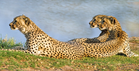 panorama of three cheetahs resting next to a waterhole inHwange