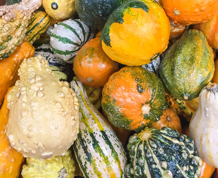 A collection of colorful seasonal Fall Pumpkins, Gourds and Squash 