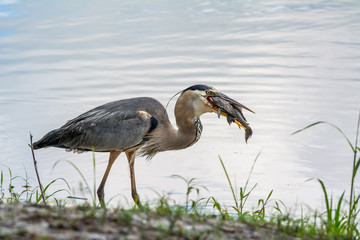 Great Blue Heron with pleco